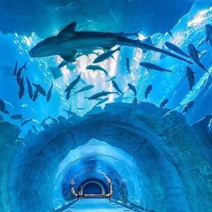 Dubai Aquarium